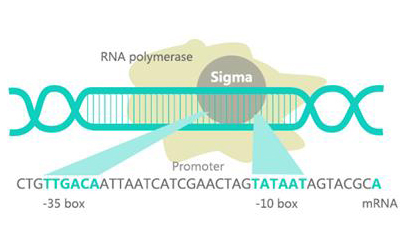 Promoter Dna Function