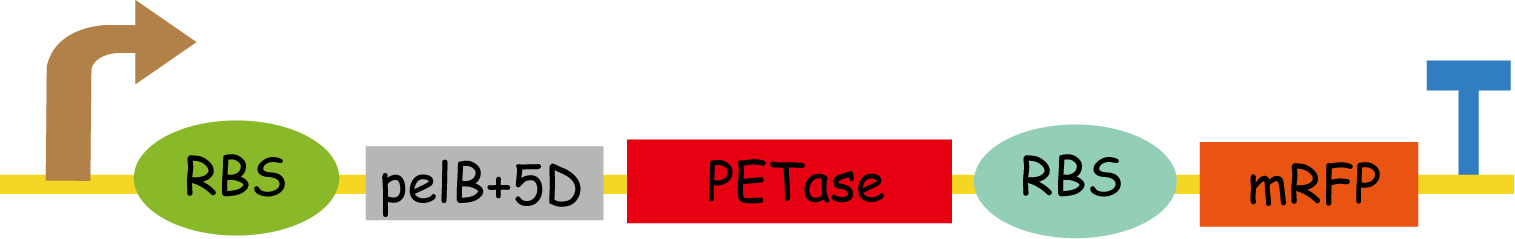 Petase Rational Design Team:UESTC-China/Design - 2016.igem.org