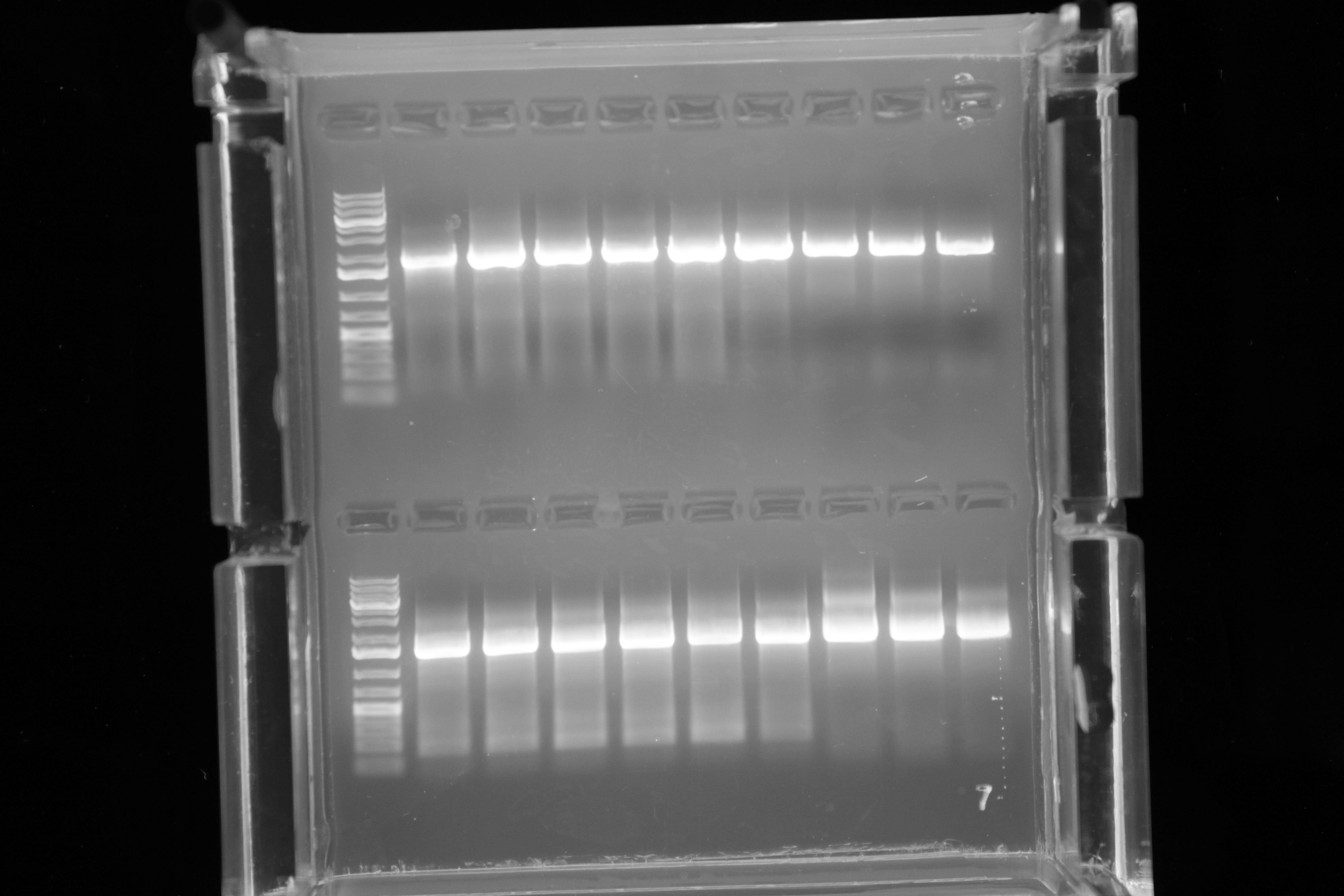 Team:WashU StLouis/Notebook - 2017.igem.org