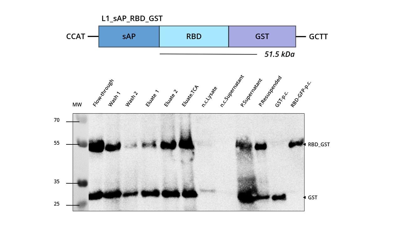 altrient liposomal glutathione product info and reviews Glutathione Sepharose™ 4B GST-tagged protein purification resin