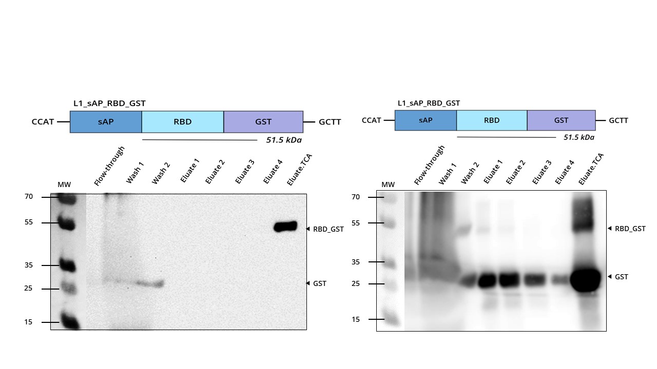 glutathione sepharose 4b sds GST Pull-Down Assay to Study PIF4 Binding In Vitro via a 10 Team:TU Kaiserslautern/Results